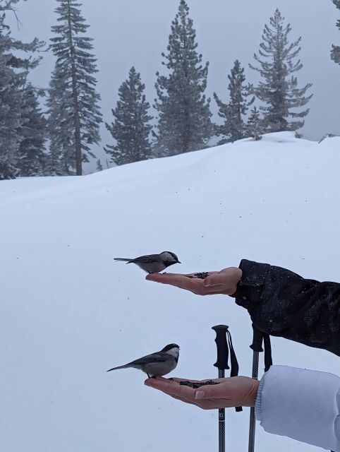 New Washoe City: Chickadee Ridge Beginner Snowshoeing Hike - Who This Tour Is Best For