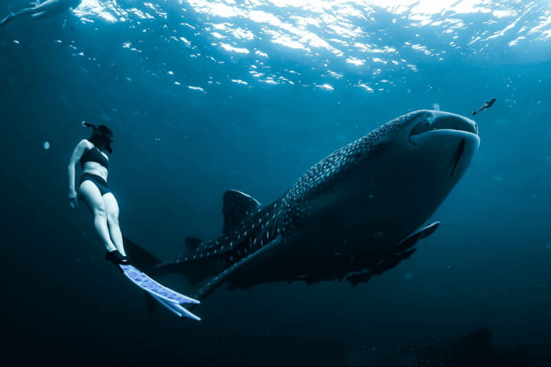 New Whale Shark Encounter Experience in Cancun !! - What to Expect from the Tour
