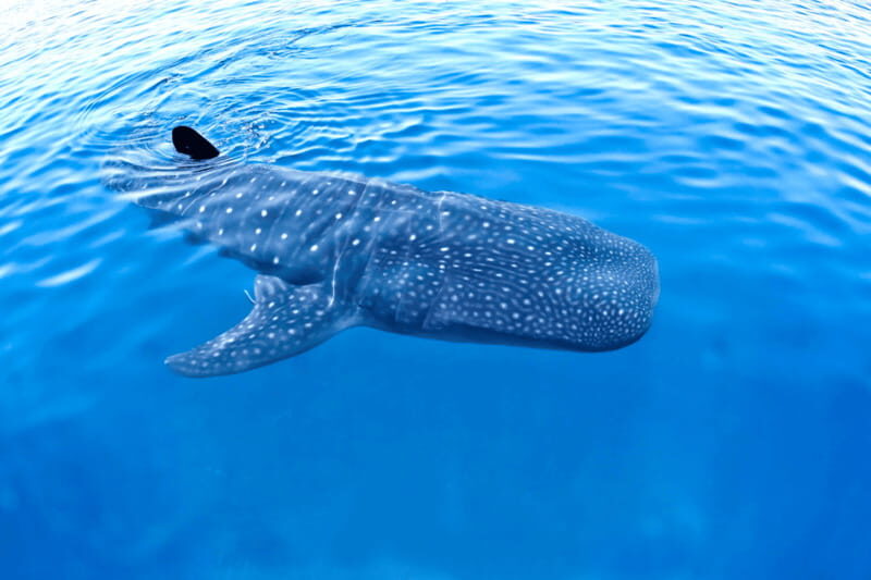 New Whale Shark Encounter Experience in Cancun !! - Is This Tour Right for You?