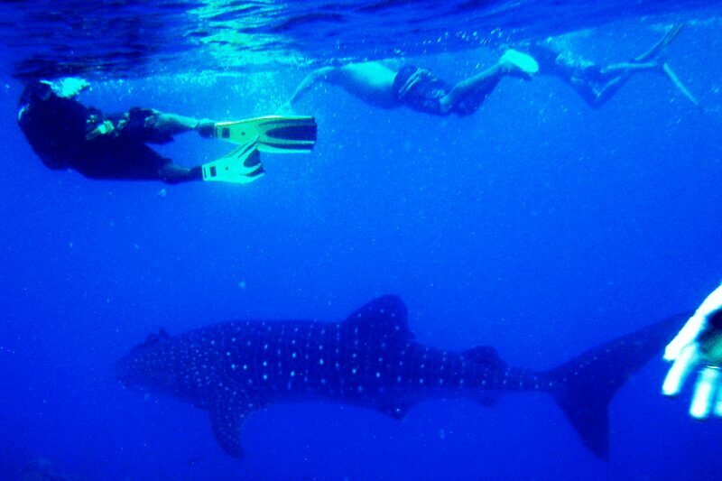 New Whale Shark Encounter Experience in Cancun !! - The Sum Up