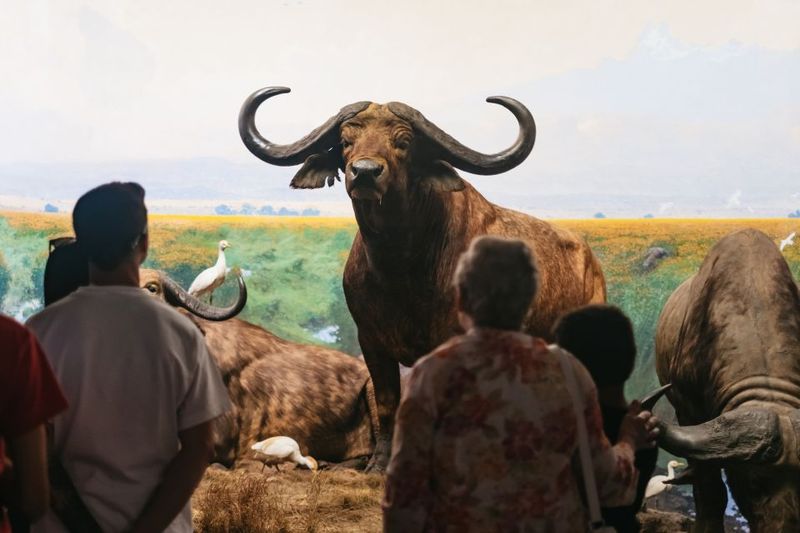 New York City: American Museum of Natural History Ticket - Richard Gilder Center: The Modern Science Wing