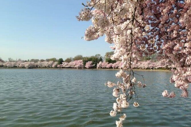 New York to Washington D.C. Spring Cherry Blossom Full-Day Tour - The Itinerary Breakdown