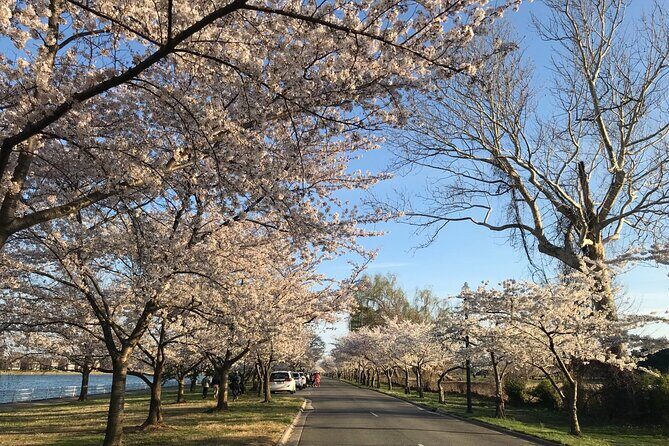 New York to Washington D.C. Spring Cherry Blossom Full-Day Tour - Practical Details