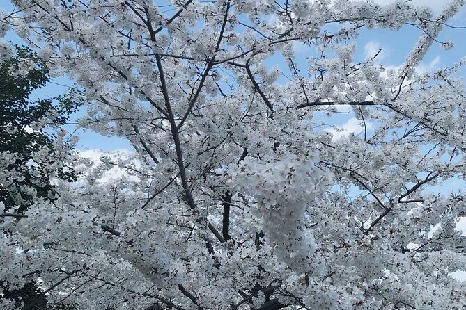 New York to Washington D.C. Spring Cherry Blossom Full-Day Tour - Frequently Asked Questions