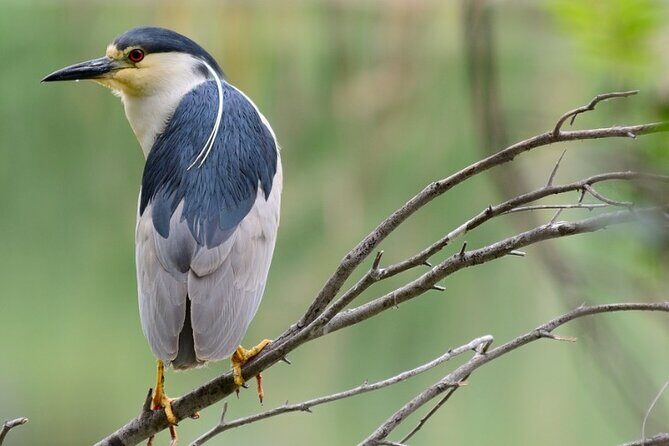New York Urban Wildlife Sunset Boat Tour - Key Points