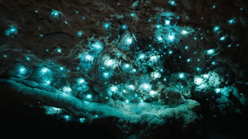 New Zealand: Milky Way Glowworm Cave Tour - The Value of the Experience