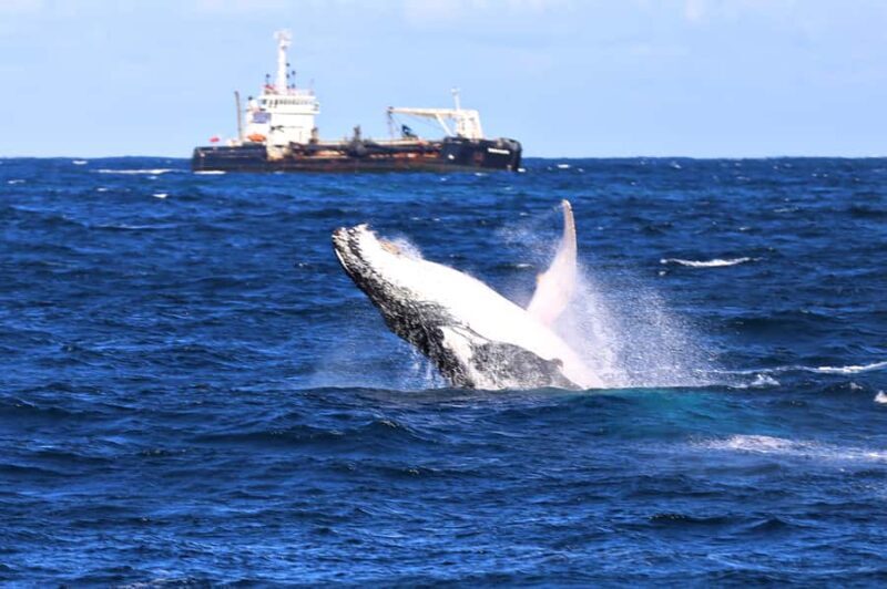 Newcastle: Humpback Whale Watching Cruise and Harbor Tour - Newcastle: Humpback Whale Watching Cruise and Harbor Tour – A Detailed Look