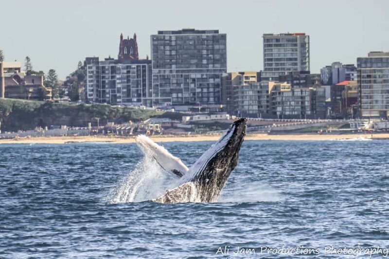 Newcastle: Humpback Whale Watching Cruise and Harbor Tour - Who Should Consider This Tour?