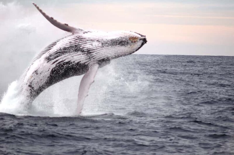 Newcastle: Humpback Whale Watching Cruise and Harbor Tour - The Sum Up