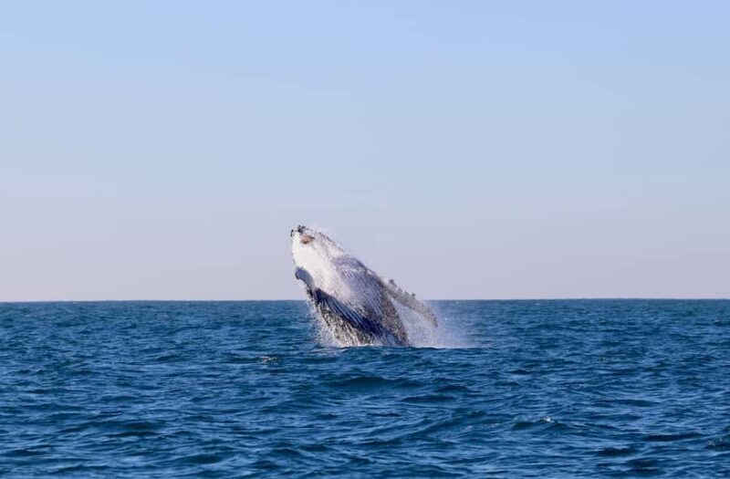 Newcastle: Small Group Humpback Whale Encounter Tour - An In-Depth Look at the Newcastle Whale Encounter Tour