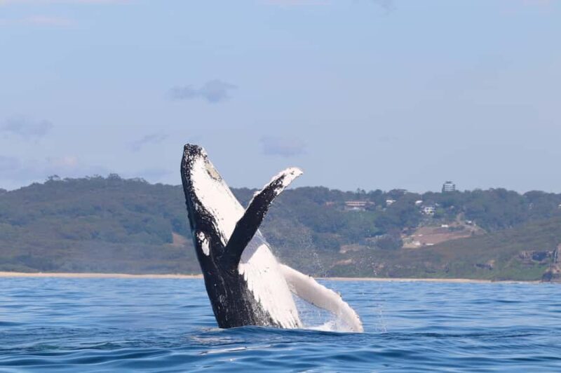 Newcastle: Small Group Humpback Whale Encounter Tour - Who Should Consider This Tour?
