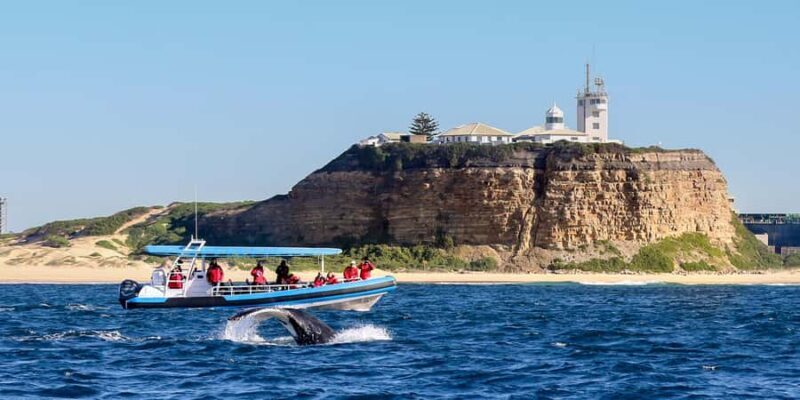 Newcastle: Small Group Humpback Whale Encounter Tour - FAQ