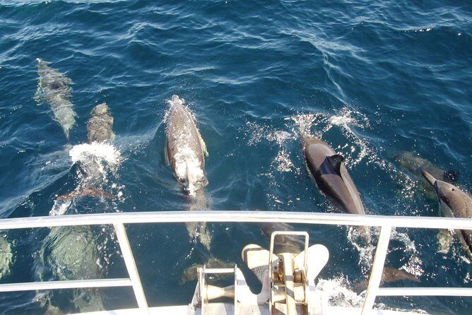 Newcastle Whale Watching Cruise - What to Expect on the Newcastle Whale Watching Cruise