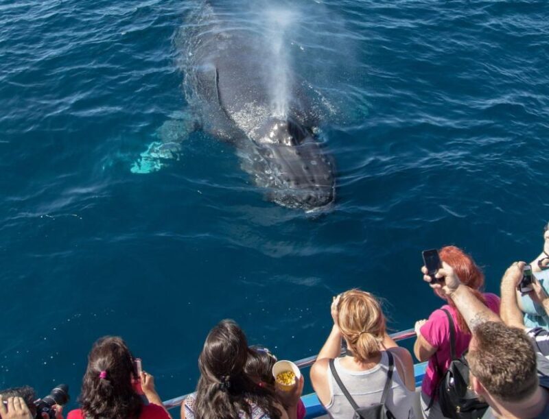Newport Beach: Luxury Whale Watching Catamaran Cruise - What to Expect from the Newport Beach Whale Watching Cruise