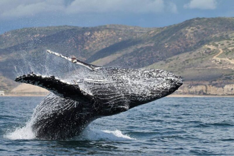 Newport Beach: Luxury Whale Watching Catamaran Cruise - The Experience of Being on the Water