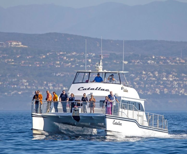 Newport Beach: Luxury Whale Watching Catamaran Cruise - How Much Does It Cost and Is It Worth It?