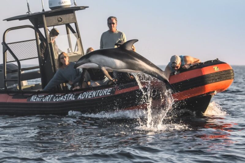 Newport Beach: Ultimate Whale Watching Adventure - The Experience in Detail