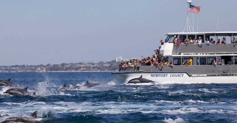 Newport Beach: Whale and Dolphin-Watching Cruise - Key Points