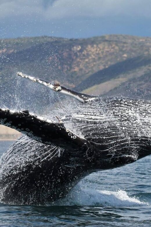 Newport Beach: Whale and Dolphin-Watching Cruise - What to Expect on the Tour