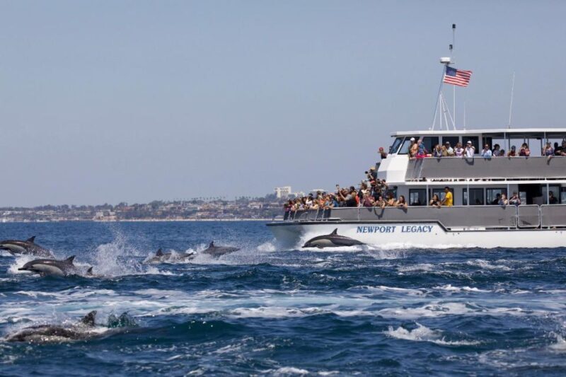 Newport Beach: Whale and Dolphin-Watching Cruise - The Positive Sides