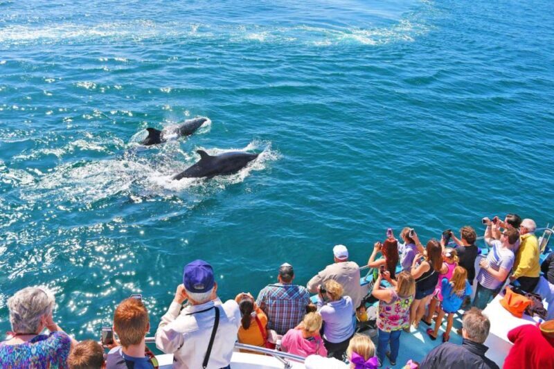 Newport Beach: Whale and Dolphin-Watching Cruise - The Drawbacks and Limitations