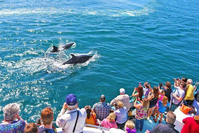 Newport Beach Whale and Dolphin Watching Cruise - Real Traveler Insights
