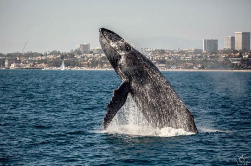 Newport Beach: Year-Round Whale Watching Cruise - An Overview of the Experience