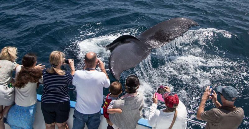 Newport Beach: Year-Round Whale Watching Cruise - The Pros and Cons of This Tour