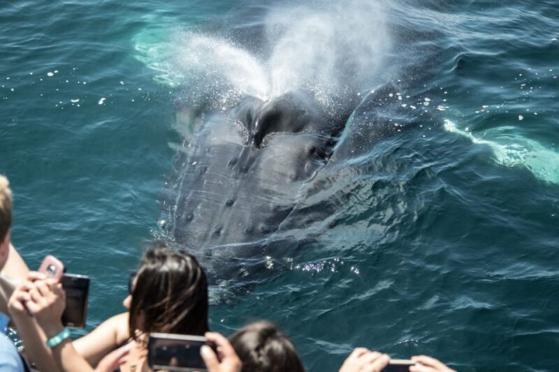Newport Beach: Year-Round Whale Watching Cruise - What It Means for Your Trip