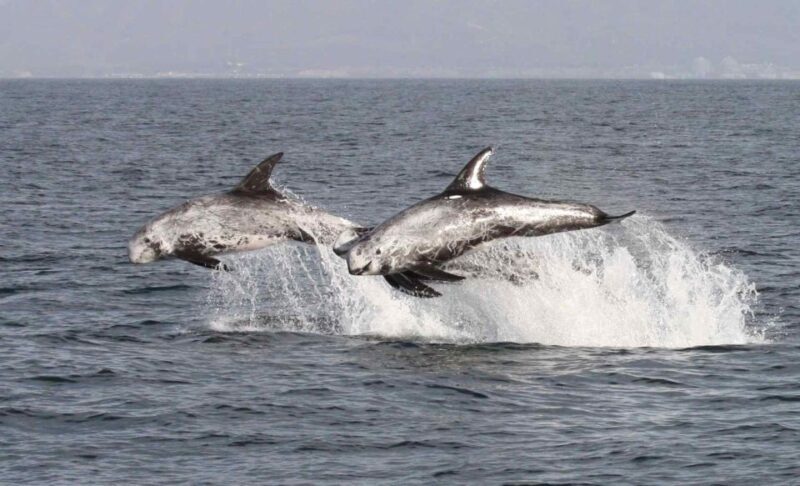 Newport Beach: Year-Round Whale Watching Cruise - FAQ