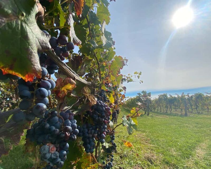 Niagara: A Twilight Wine Adventure With 3-Course Dinner - FAQ