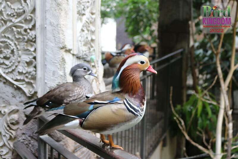 Niagara Falls, Canada: Bird Kingdom Entry Ticket - FAQ