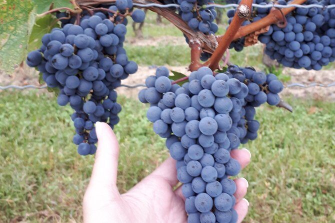 Niagara-on-the-Lake Wine Aft Tour with Cheese from Niagara Falls - The Real Experiences of Past Travelers