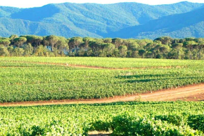 Nice: Full-Day Côtes de Provence Wine Tour - Who is This Tour Best Suited For?