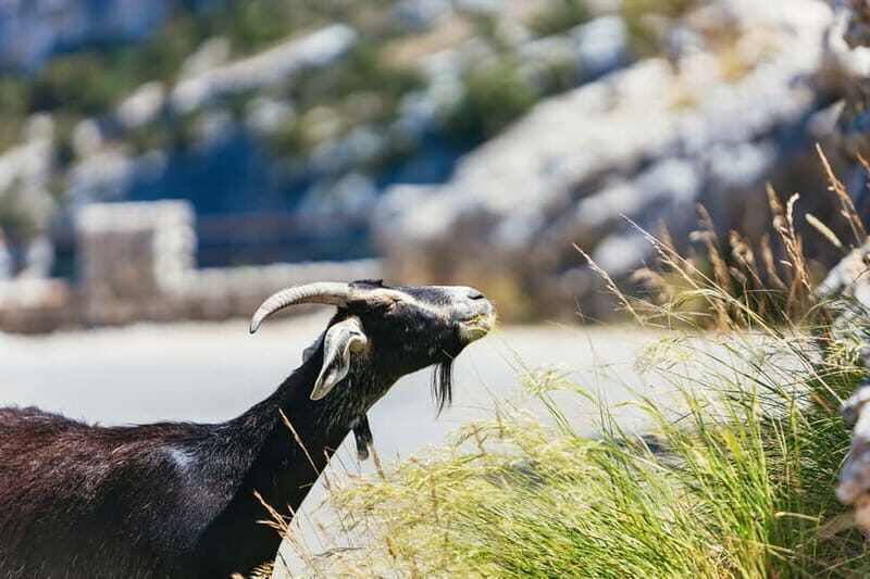 Nice: Gorges of Verdon and Fields of Lavender Tour - Food, Photos, and Free Time