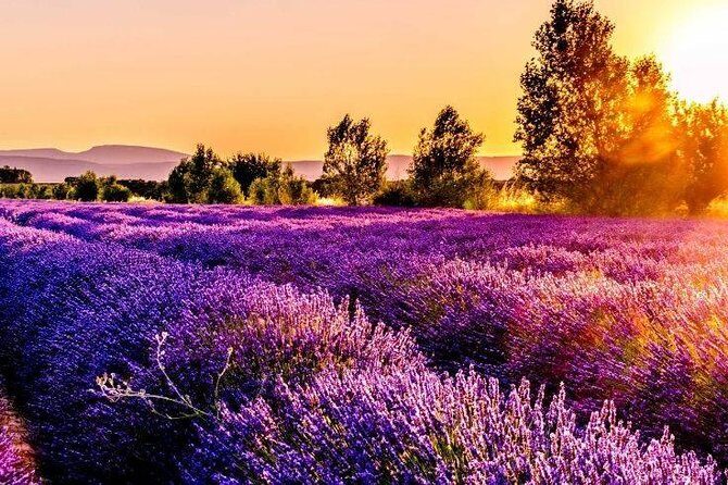 Nice: Gorges of Verdon and Fields of Lavender Tour - The Experience: What Travelers Say