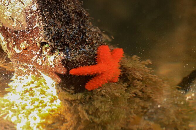 Nichupte Lagoon! Mangrove Kayaking Experience from Cancun - What You Can Expect from the Nichupte Lagoon Kayaking Tour