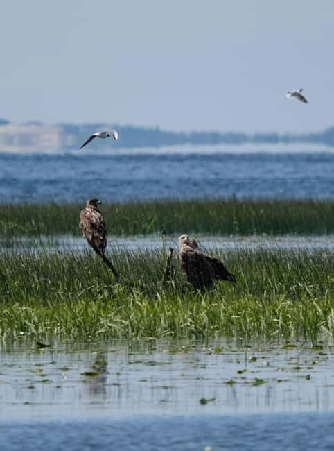 Nida: Bird-Watching Adventure in Nemunas Delta - The Itinerary in Detail