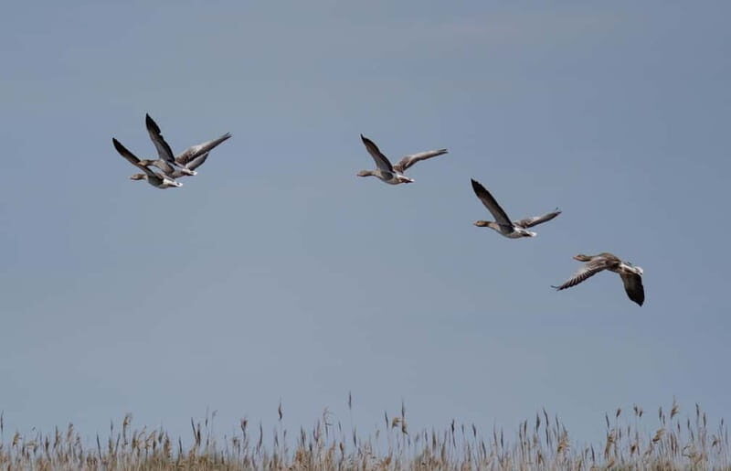 Nida: Bird-Watching Adventure in Nemunas Delta - Who Should Consider This Tour?