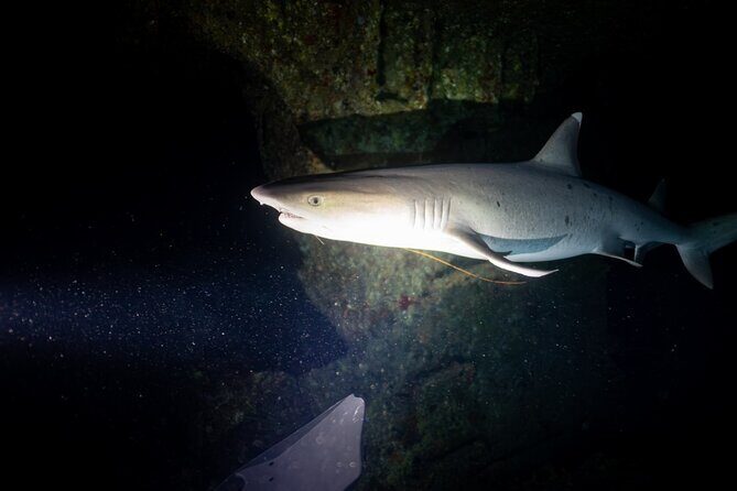 Night Dive Adventure in Oahu - FAQs about the Night Dive Adventure in Oahu