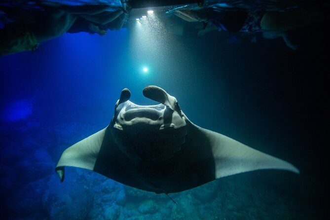 Night Manta Ray Experience - Final Thoughts