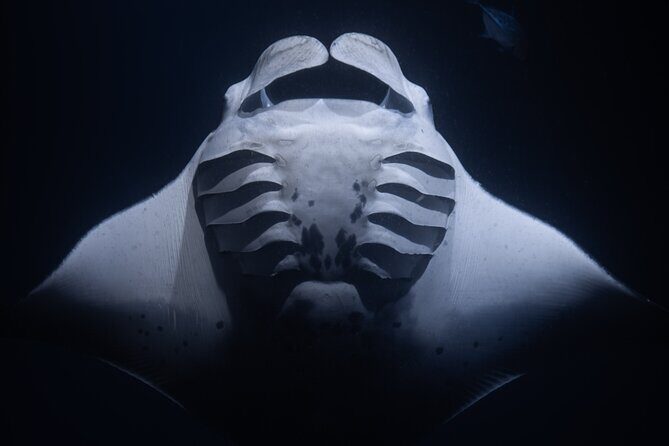 Night Manta Ray Snorkel with Videos - An Honest Look at the Night Manta Ray Snorkel Experience