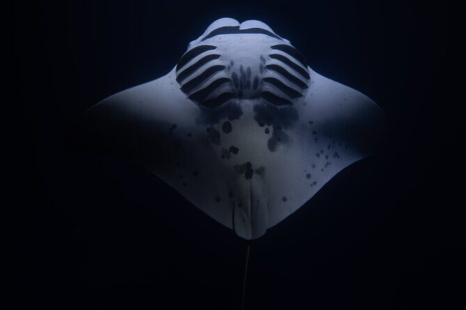 Night Manta Ray Snorkel with Videos - Frequently Asked Questions