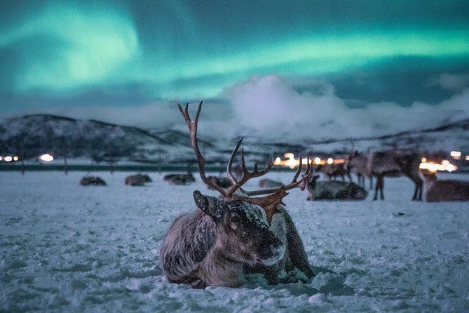 Night Reindeer Sledding with Camp Dinner and Chance of Northern Lights - FAQs