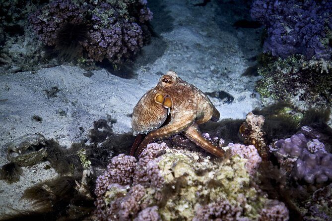Night Snorkeling - Who Is This Tour Best Suited For?