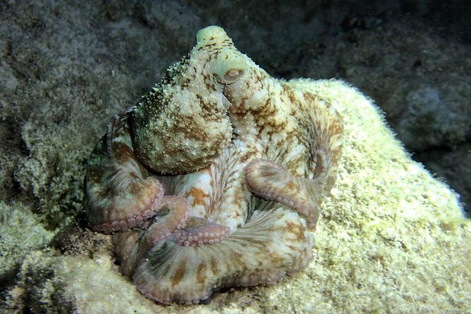 Night Snorkeling - Observation of octopus and other species - Guides and Safety