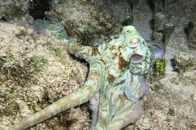 Night Snorkeling - Observation of octopus and other species - Price and Value