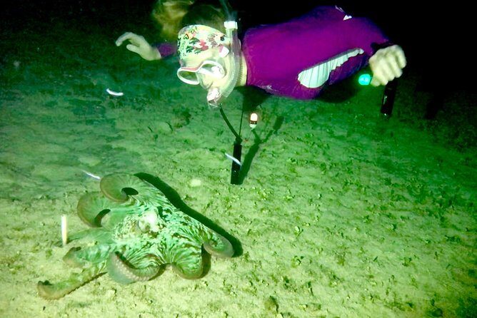 Night Snorkeling - Observation of octopus and other species - FAQs