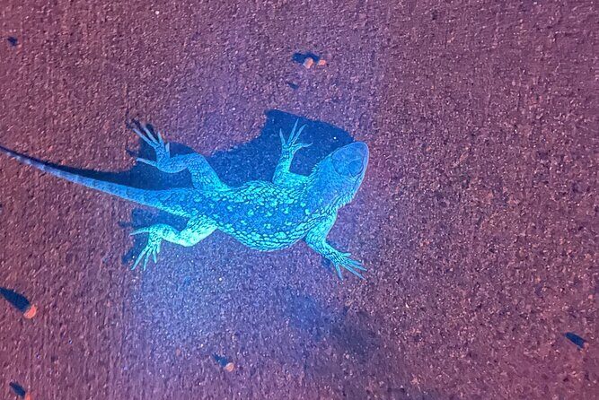 Night time fluorescent Rockhounding Tour - Who Will Love This Tour?