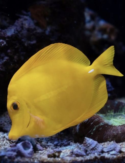 Night Time Snorkel At Turtle Town With Lights And Stars - How the Tour Is Structured